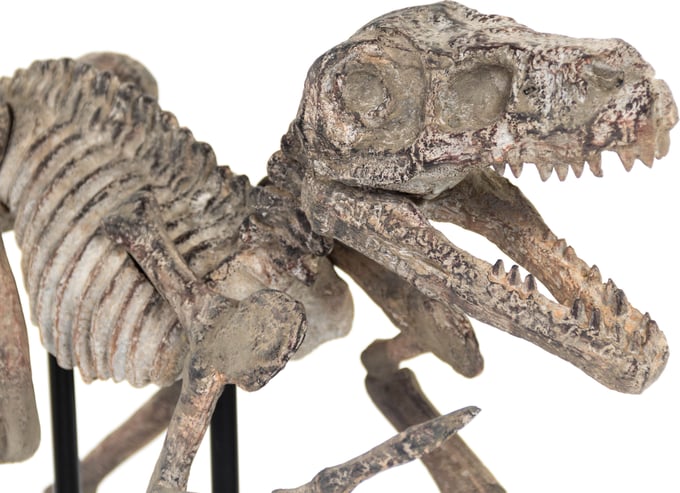 Velociraptor Skeleton