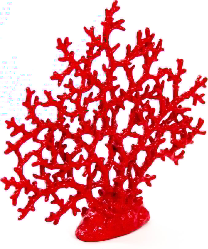 Red-Orange Coral - Thumbnail 3