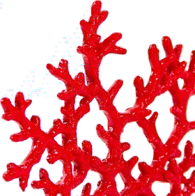Red-Orange Coral - Thumbnail 2