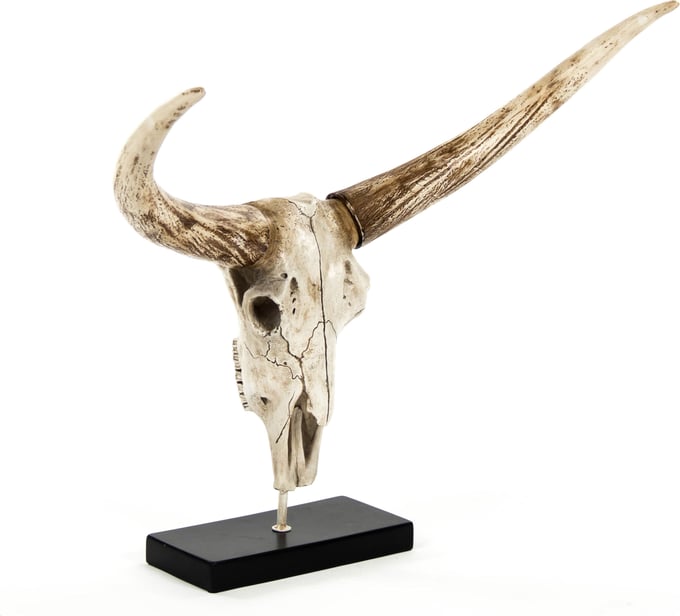 Bull Skull - Thumbnail 2