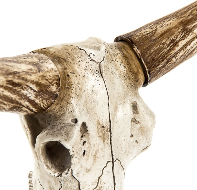 Bull Skull - Thumbnail 3