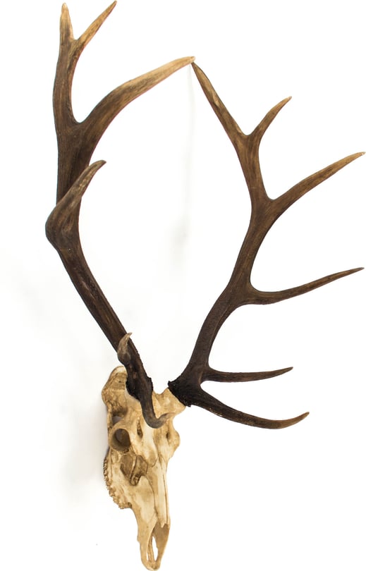 Zentique Deer Skull Wall Decor - Thumbnail 2