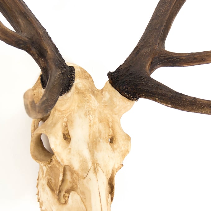 Zentique Deer Skull Wall Decor - Thumbnail 3