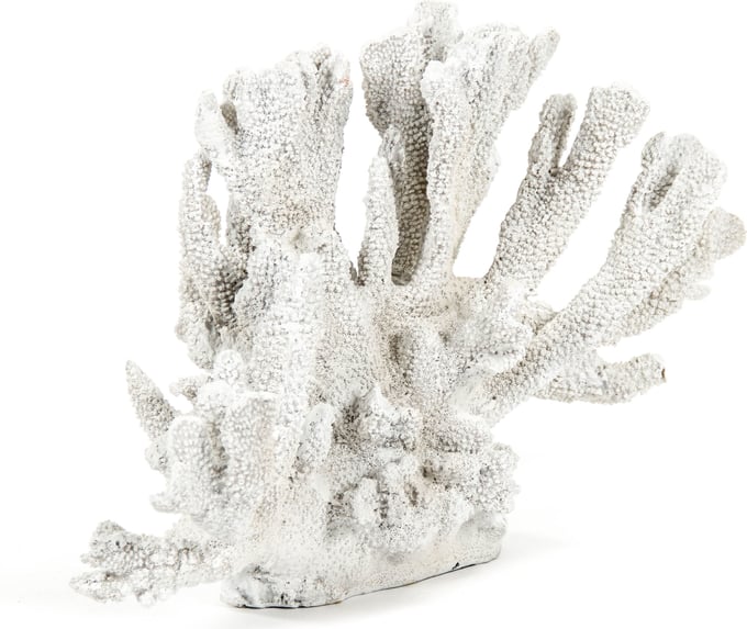 White Coral