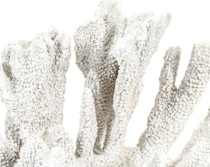 White Coral - Thumbnail 3