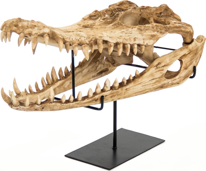 Alligator Skull - Thumbnail 2