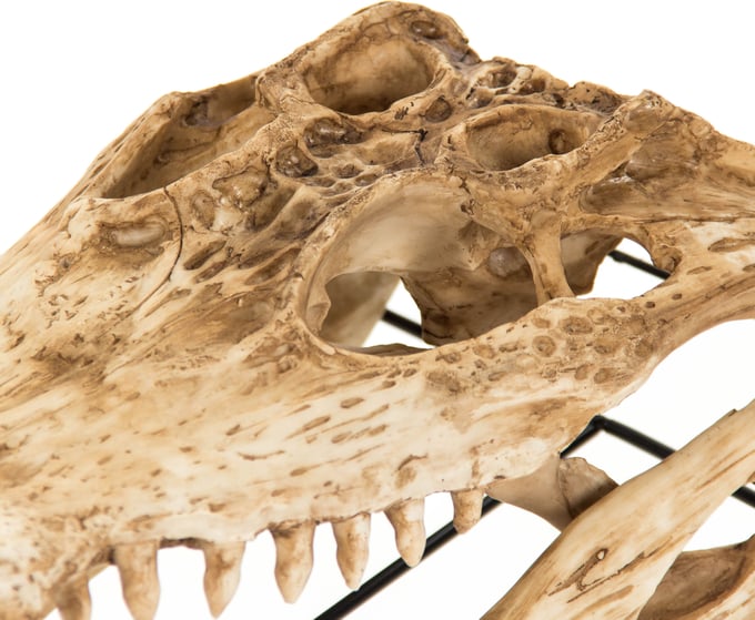 Alligator Skull - Thumbnail 3