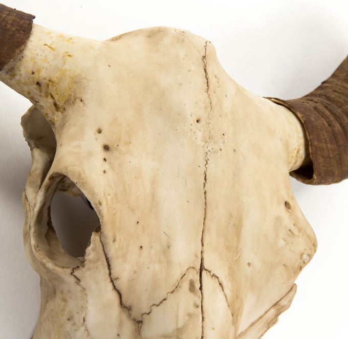 Zentique Bull Skull Wall Decor - Thumbnail 4