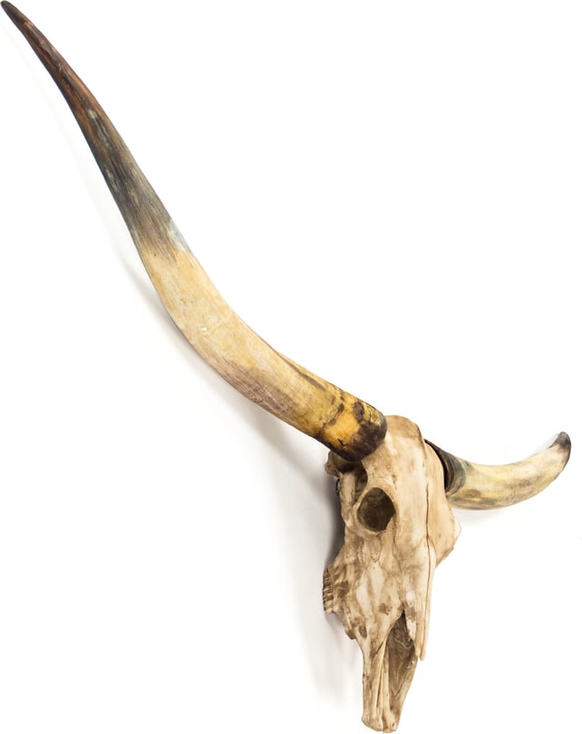 Zentique Texas Long Horn Skull Wall Decor | Layla Grayce