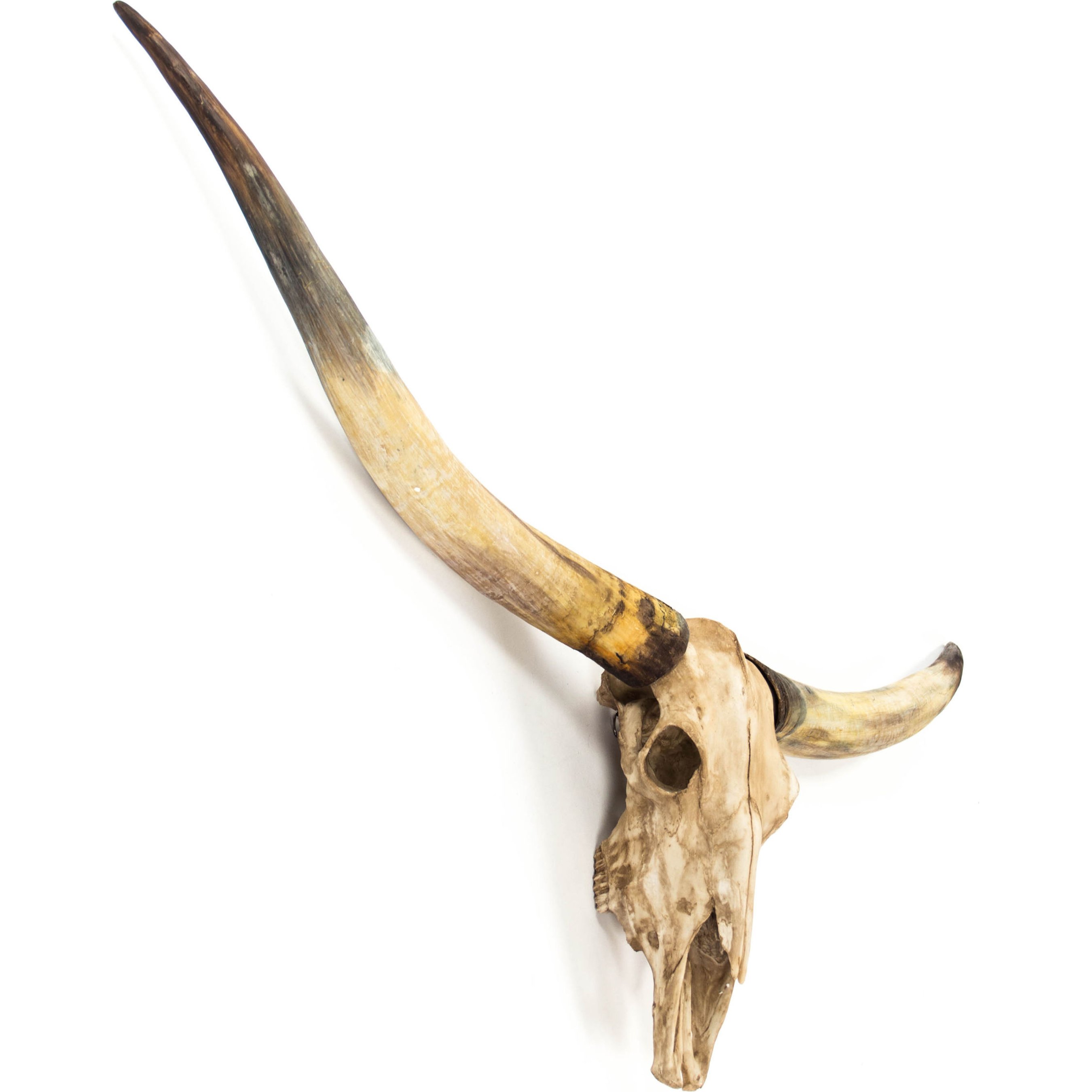 Zentique Texas Long Horn Skull Wall Decor | Layla Grayce