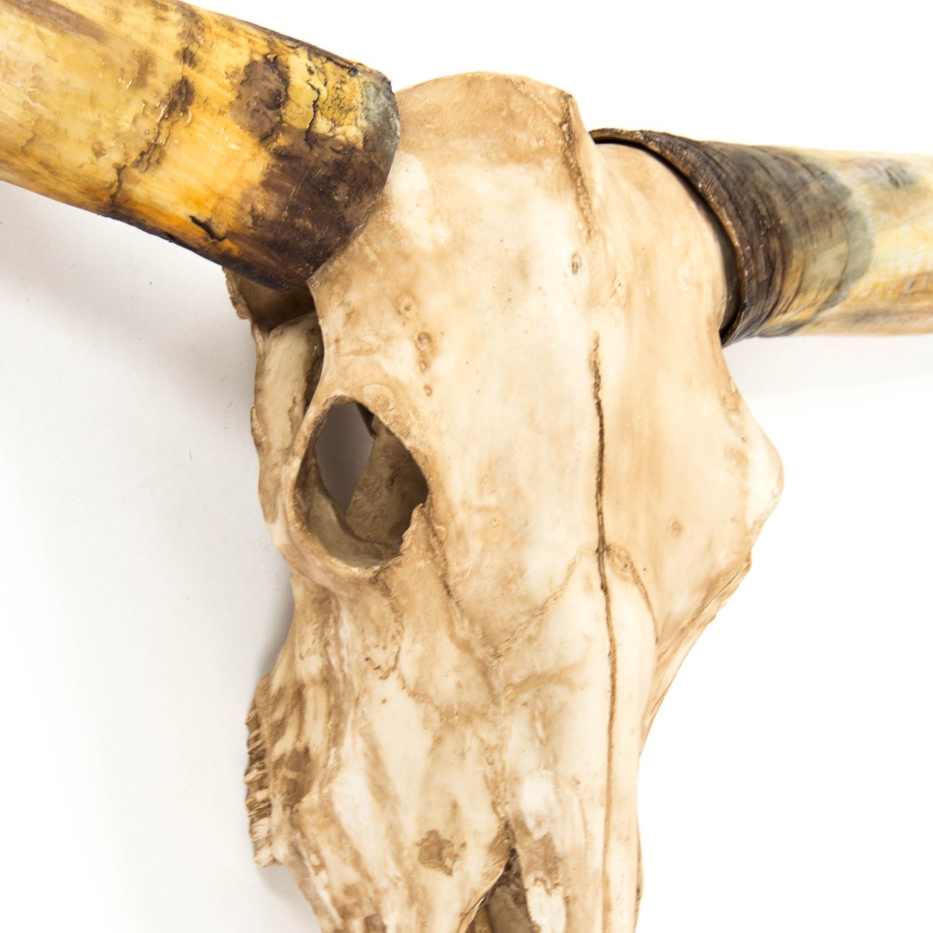 Zentique Texas Long Horn Skull Wall Decor | Layla Grayce