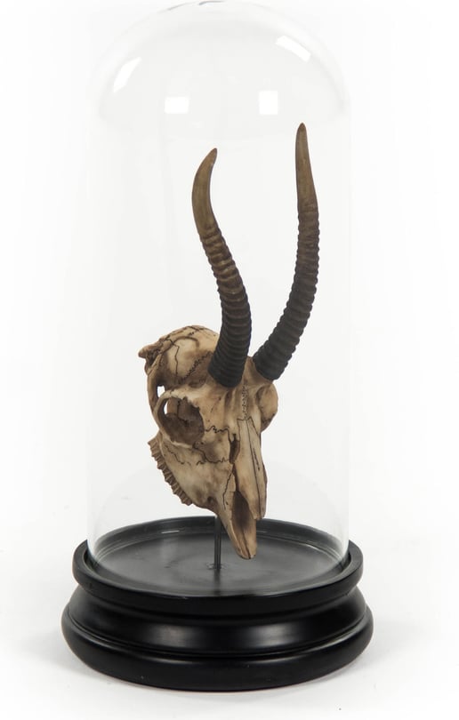 Gazelle Skull - Thumbnail 2