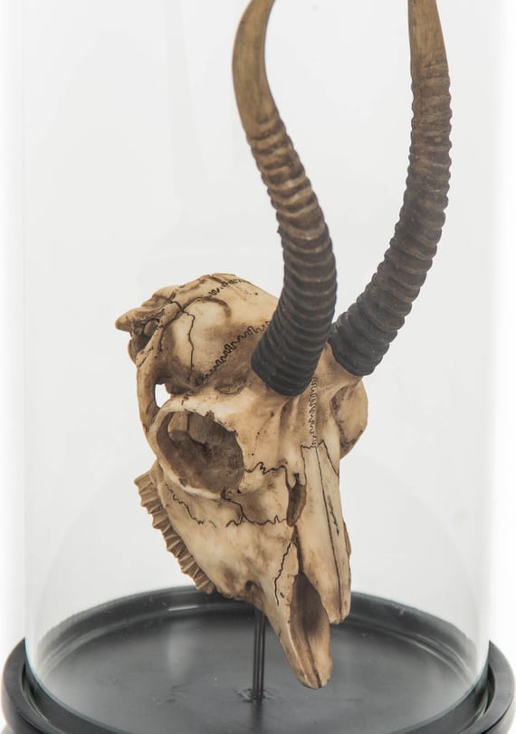 Gazelle Skull - Thumbnail 3