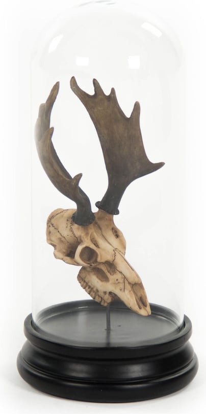 Moose Skull In Bell Glass - Thumbnail 2