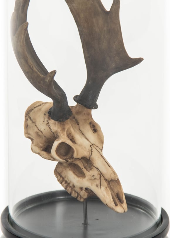 Moose Skull In Bell Glass - Thumbnail 3