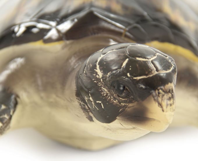 Zentique Sea Turtle Sculpture - Thumbnail 3