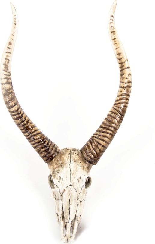 Goat Skull Wall Decor