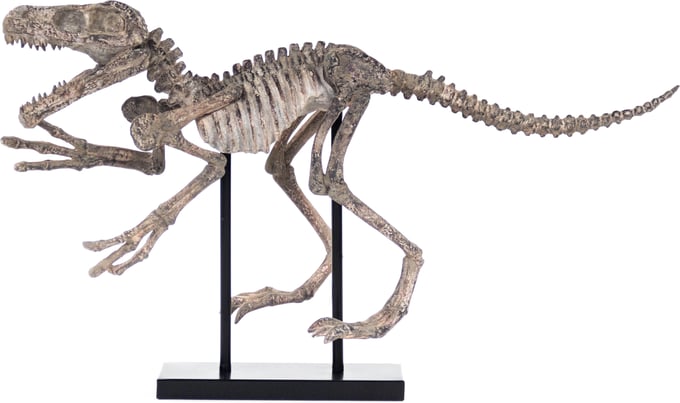 Velociraptor Skeleton - Thumbnail 3