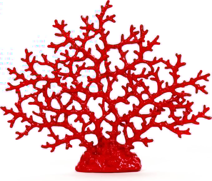 Red-Orange Coral