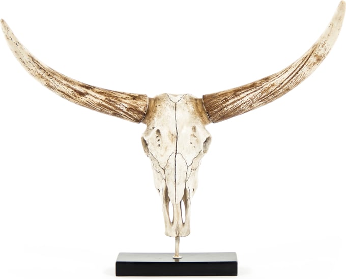 Bull Skull