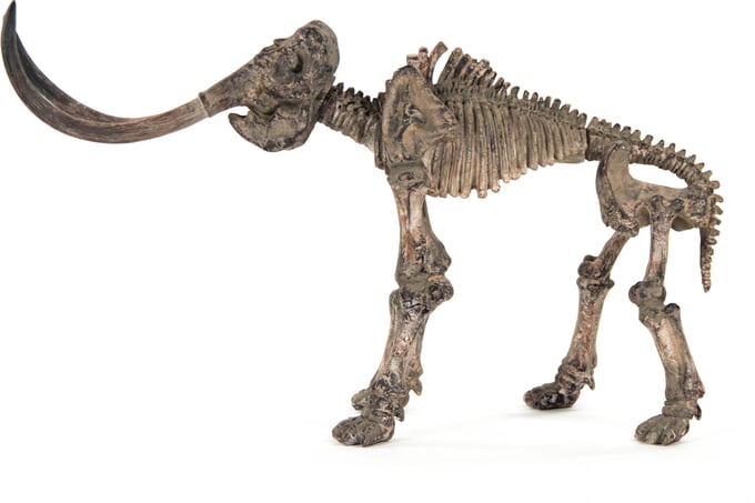 Zentique Mammoth Skeleton - Thumbnail 2