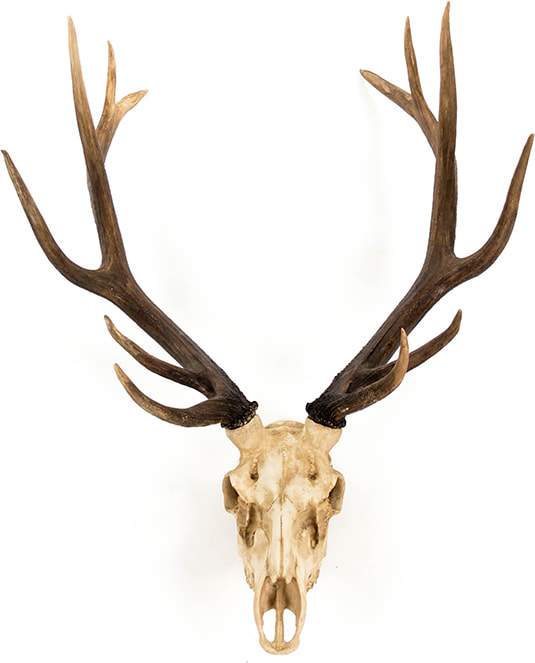 Zentique Deer Skull Wall Decor