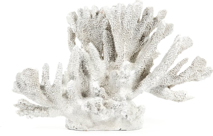 White Coral - Thumbnail 2