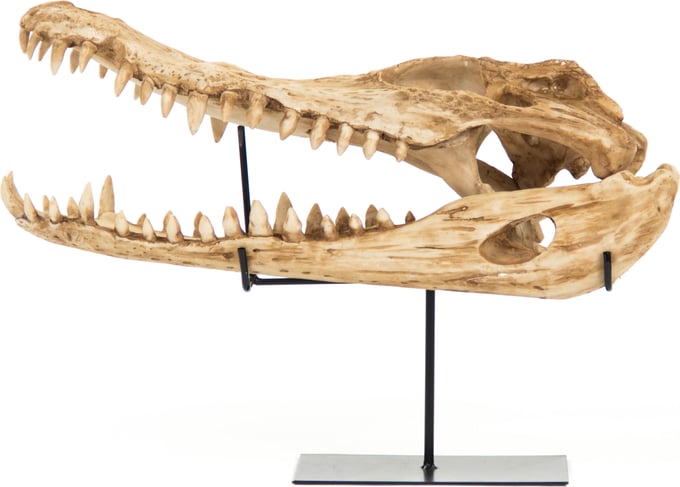 Alligator Skull