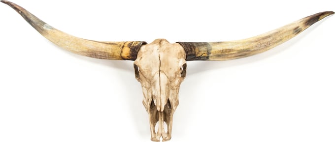 Texas Long Horn Skull Wall Decor