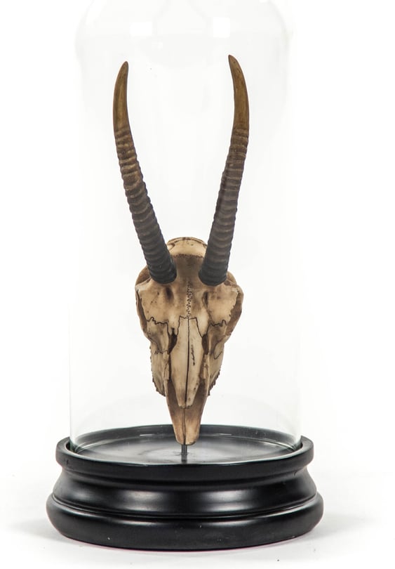 Gazelle Skull