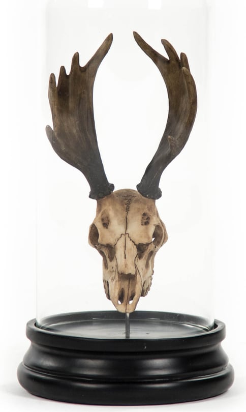 Moose Skull In Bell Glass
