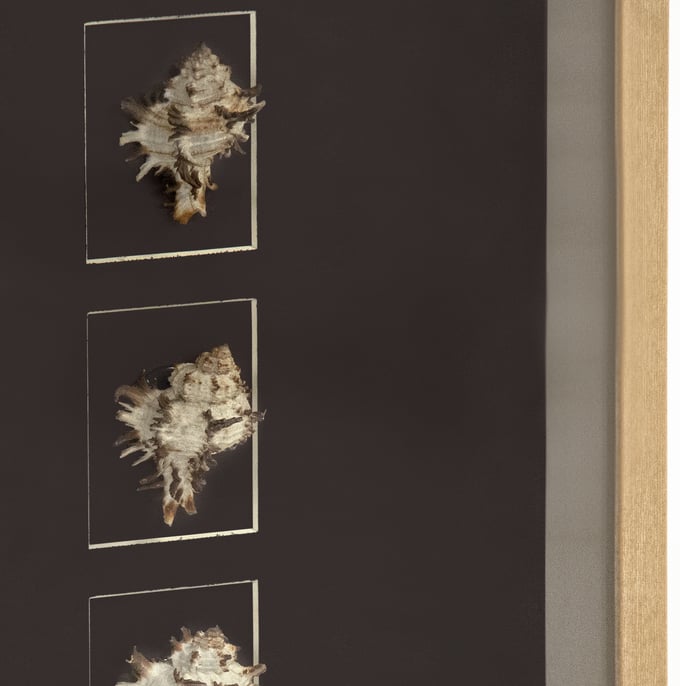 Abstract Shell Wall Art - Thumbnail 3