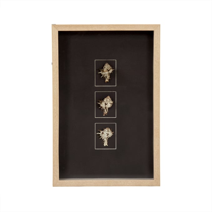 Abstract Shell Wall Art