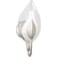 Silver Leaf