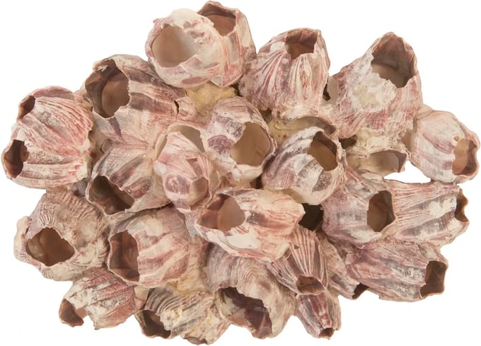 Phillips Collection Barnacle Cluster Wall Art - Thumbnail 3