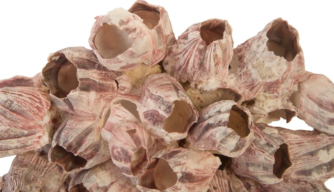 Phillips Collection Barnacle Cluster Wall Art - Thumbnail 5
