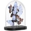 Lilac, Brown, Black, Clear