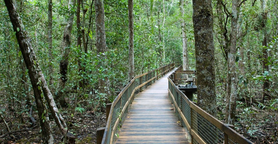 The Resonance of Timelessness: The Daintree Rainforest, Australia