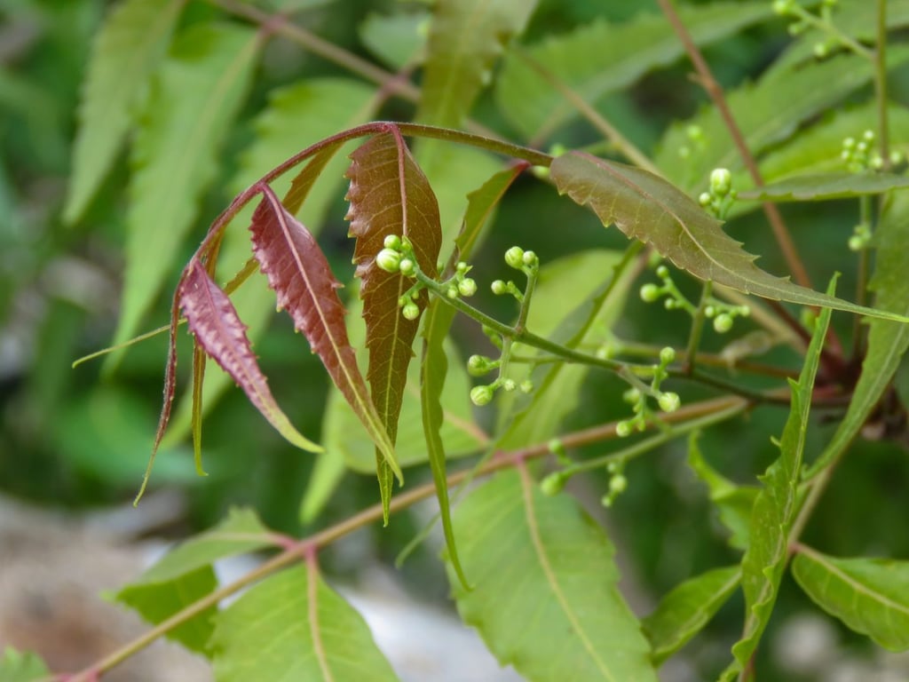 Έλαιο neem