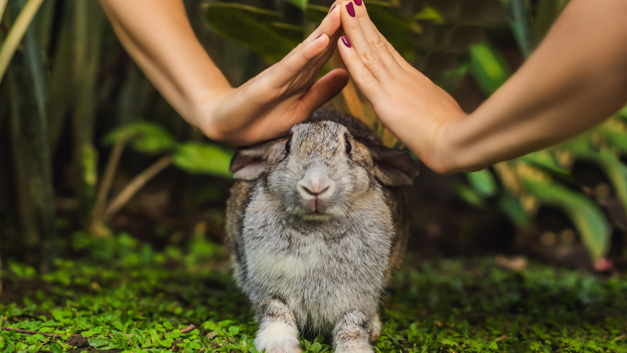 Vegan &amp; Cruelty free- bunny