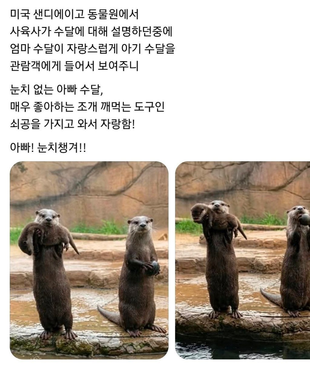 눈치 없는 수달 아빠 1