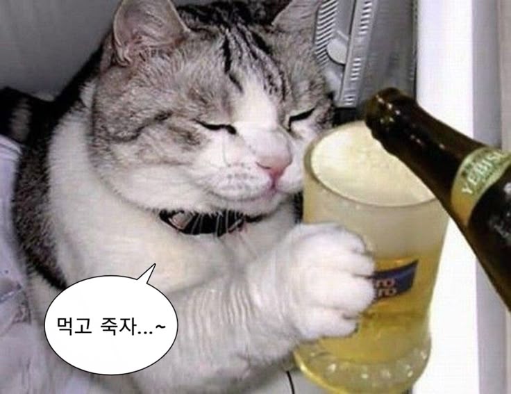 오늘은 새벽 맥주로 외로움을 달래야겠다