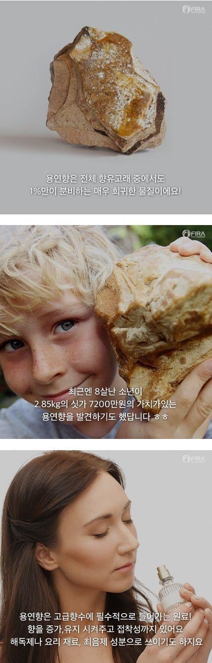 바다의 보물 용연향 2