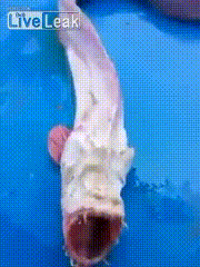 태국에서 낚은 기괴한 심해어