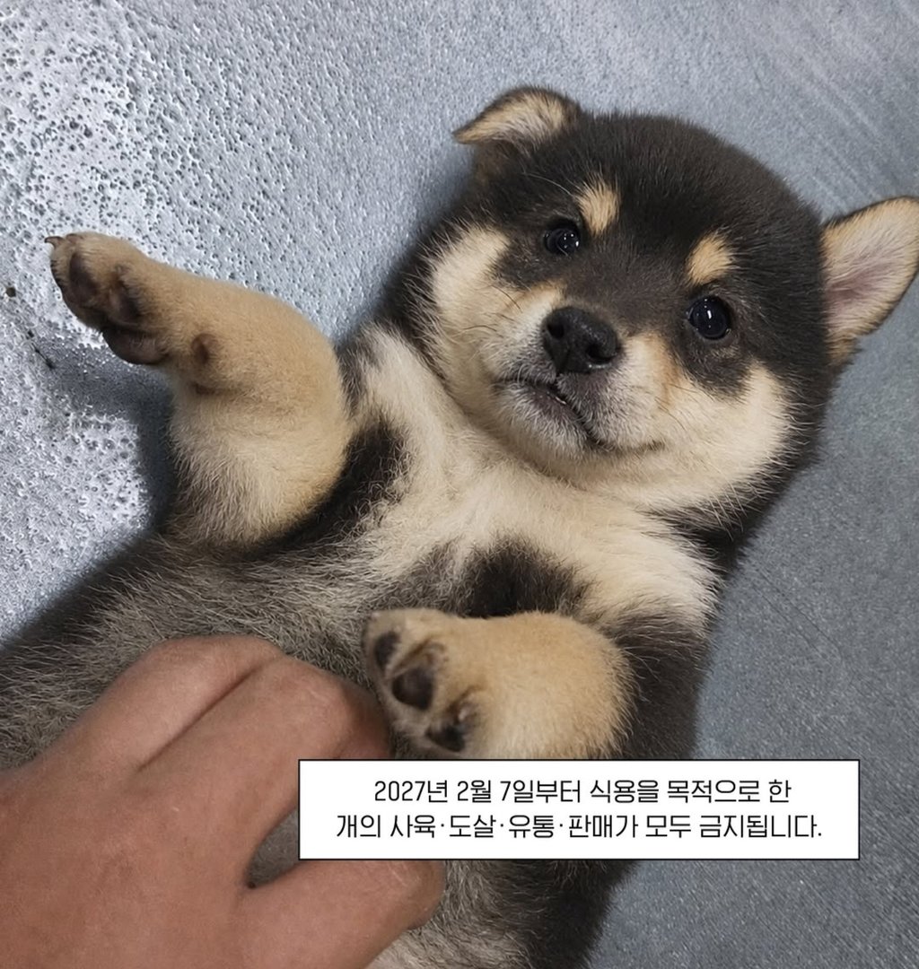 2027년 2월부터 보신탕 판매금지 2