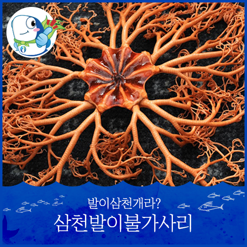 굉장히 역겹게 생긴 불가사리.. 2