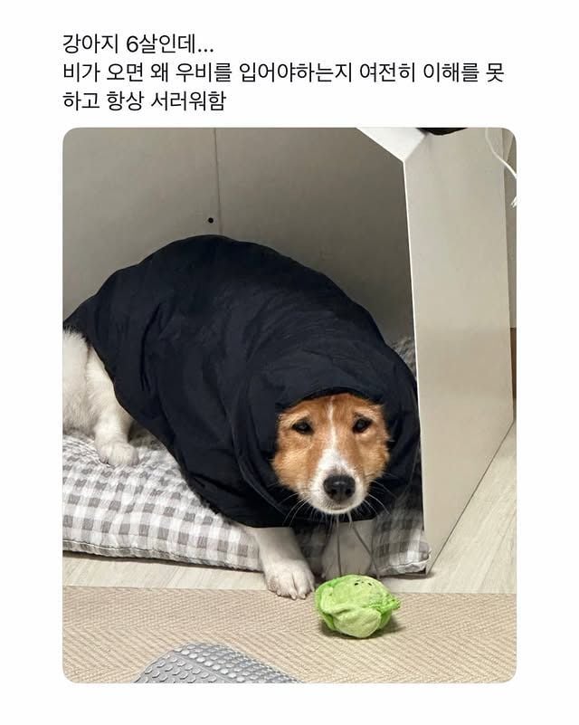 비옷이 무서운 강아지 1
