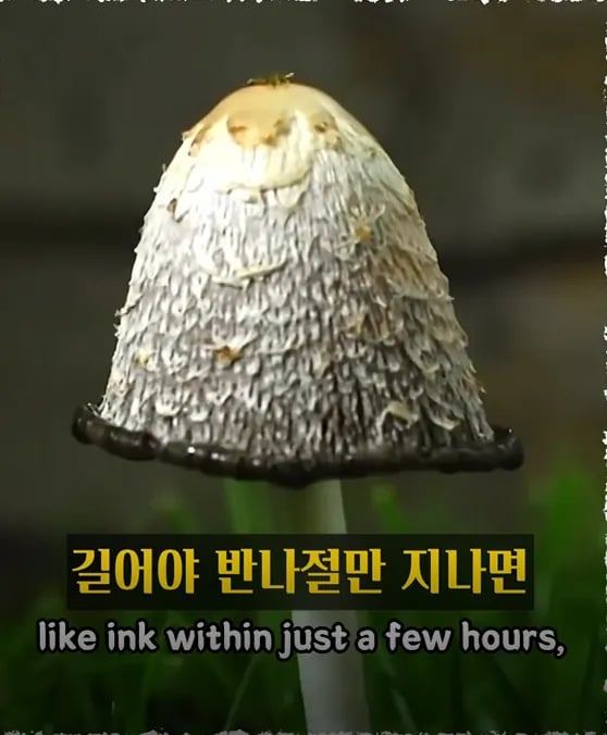 진짜 먹어도 되나요 ?? 2