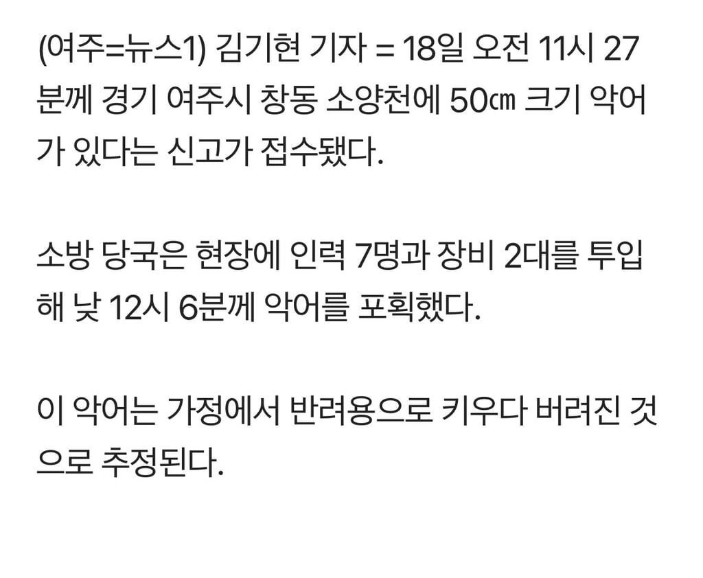 여주 하천에 50㎝ 크기 악어 있어요"…30여분 만에 포획 2