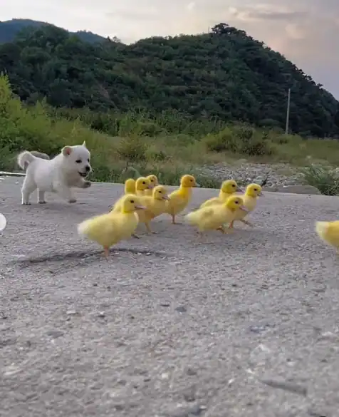 귀여운 병아리와 댕댕이 2